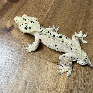 슈퍼달마시안 달마시안