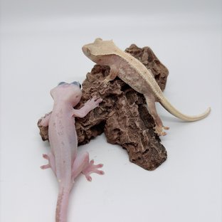 하이포 릴리화이트