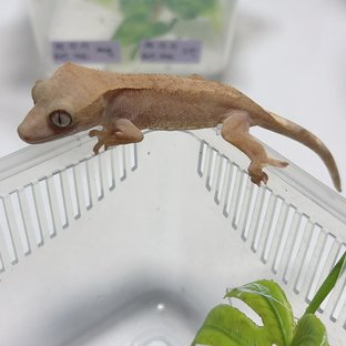 하이포 카푸치노