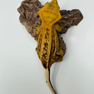 엠티백 슈퍼스트라이프 쿼드 풀핀 크림 핀스트라이프