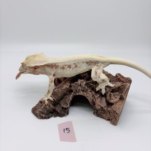 릴리화이트 솔리드백 레드 크림 크림시클 화이트