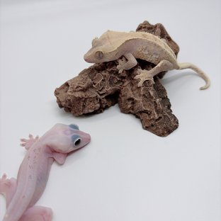 하이포 릴리화이트