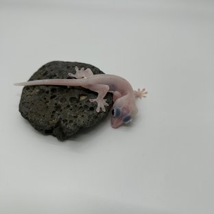 하이포