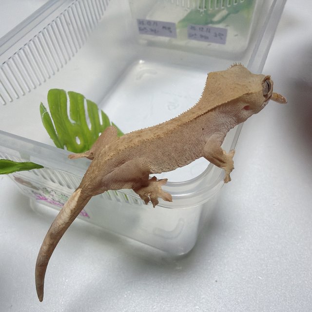 하이포 카푸치노