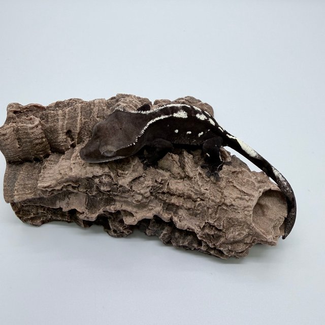 아잔틱 화이트스팟 화이트포트홀