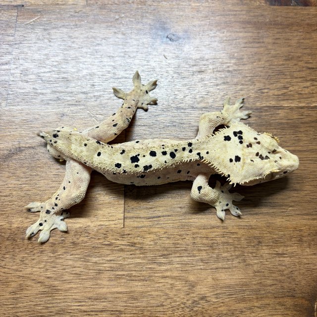 슈퍼달마시안 달마시안