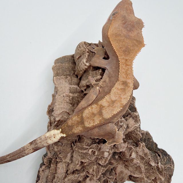 하이포 카푸치노