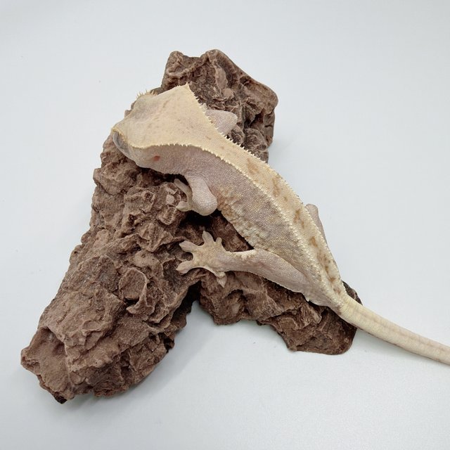 하이포 릴리화이트