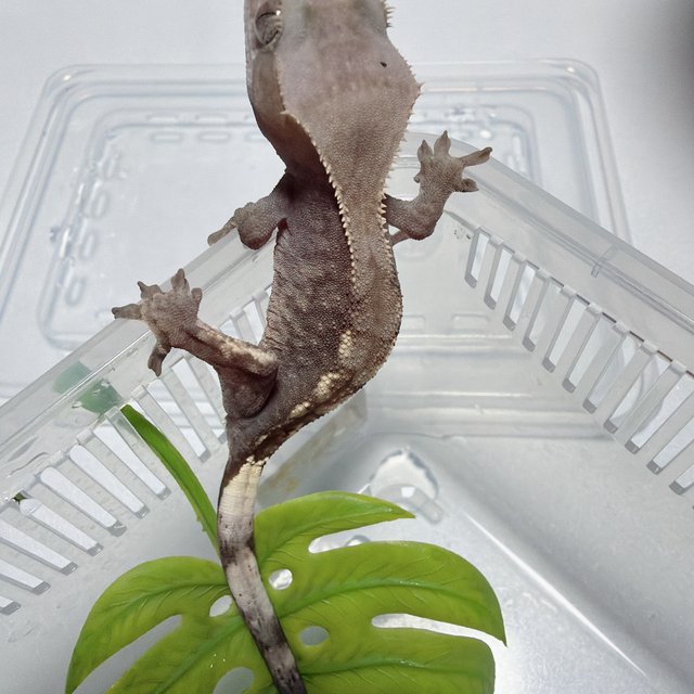 하이포 카푸치노