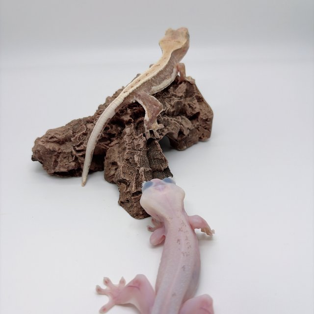 릴리화이트 하이포