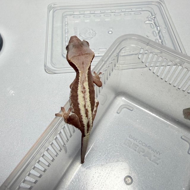 하이포 프라푸치노