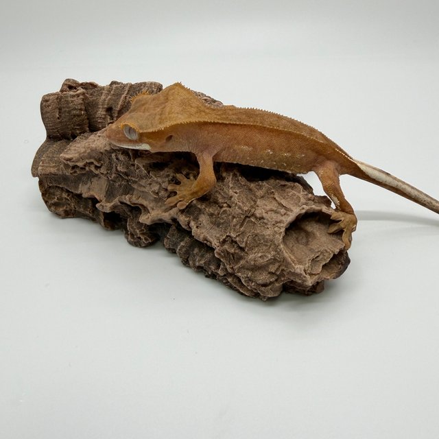 레드 팬텀 벅스킨 화이트포트홀 바이