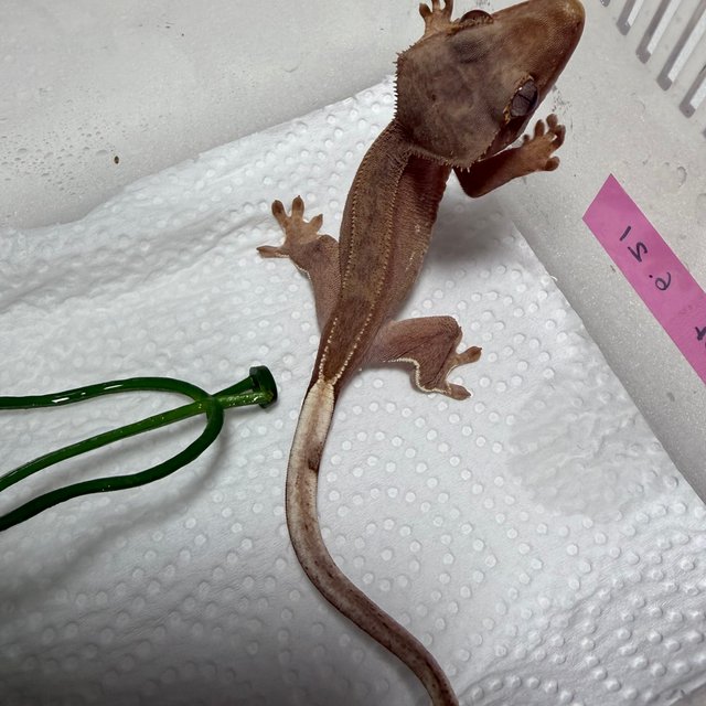 바이 레드 팬텀 벅스킨 화이트포트홀