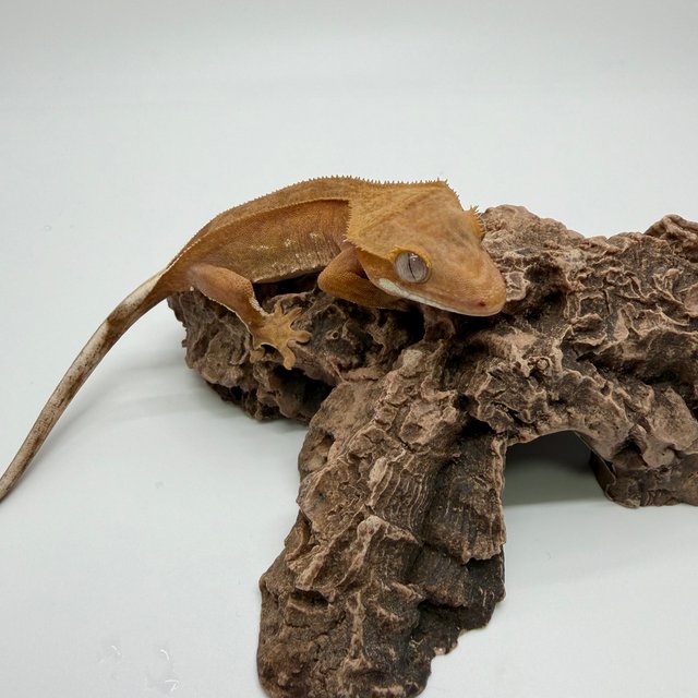 레드 팬텀 벅스킨 화이트포트홀 바이