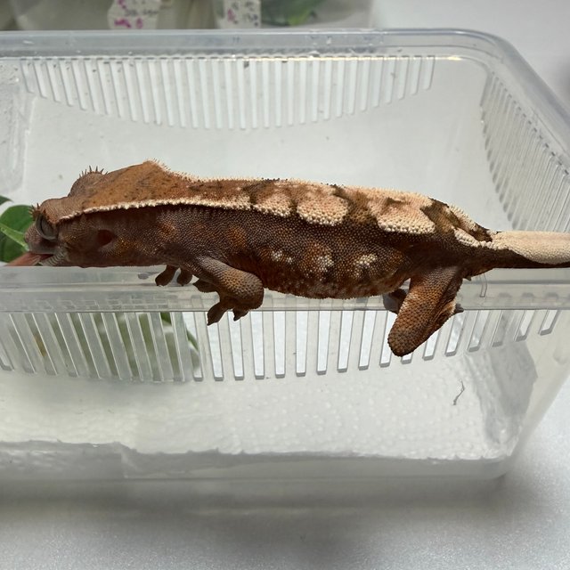 세이블 쿼드 화이트스팟 화이트포트홀