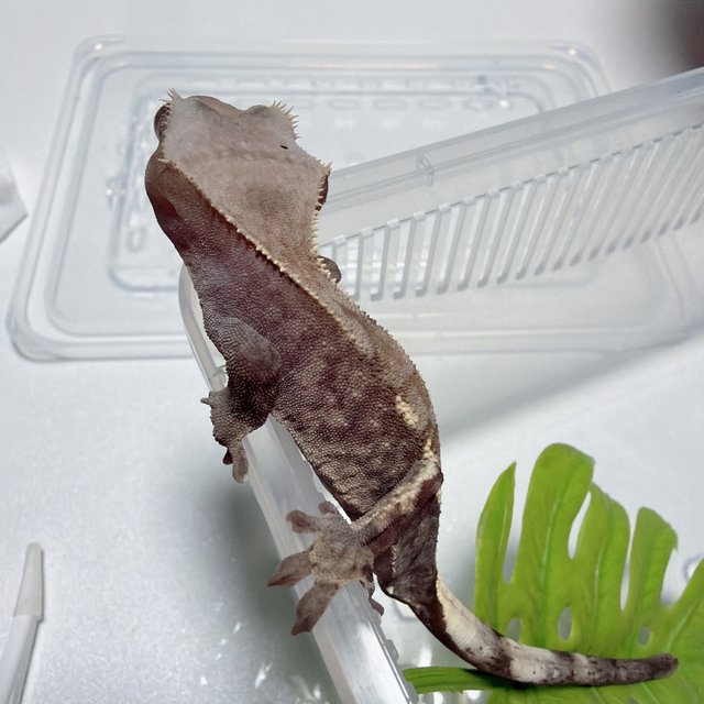 하이포 카푸치노