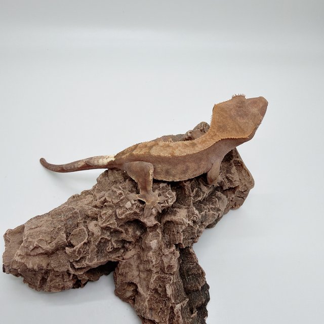 하이포 카푸치노