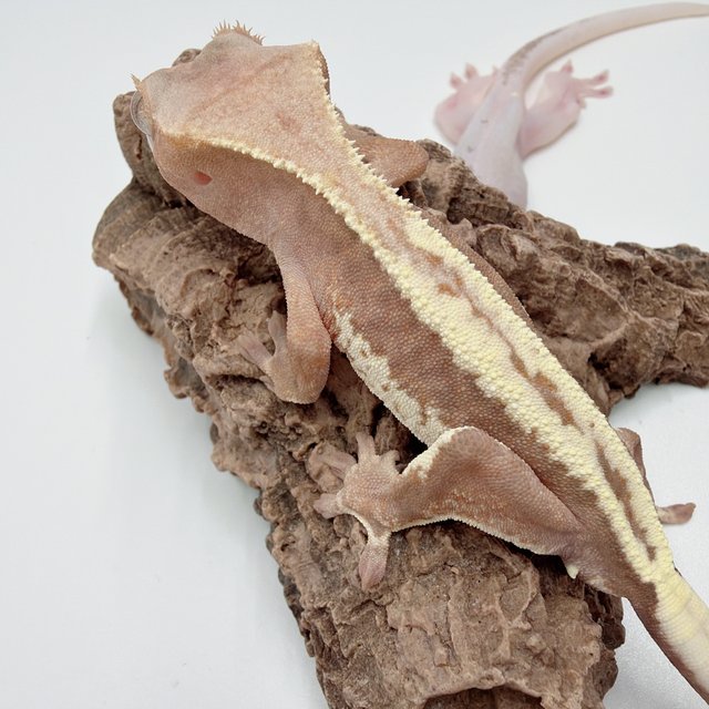 프라푸치노 하이포