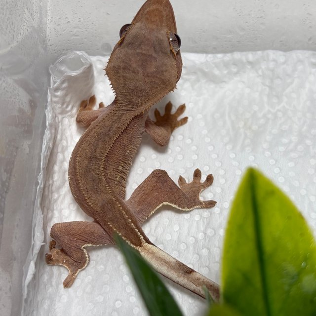 바이 레드 팬텀 벅스킨 화이트포트홀