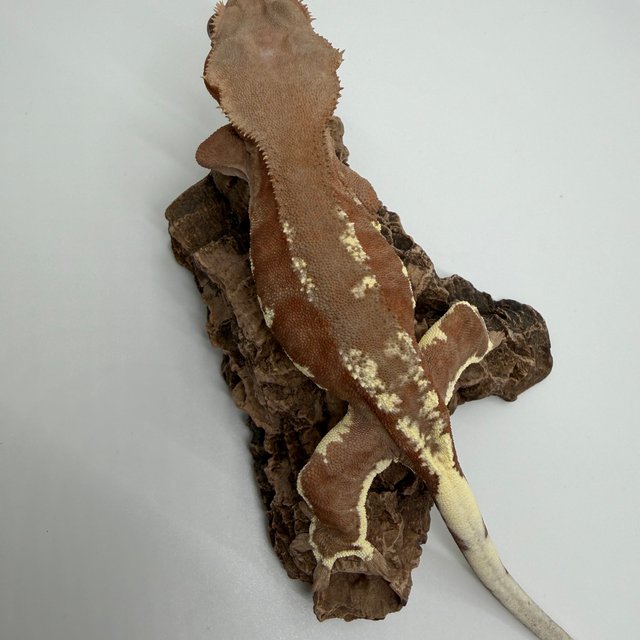 프라푸치노 레드