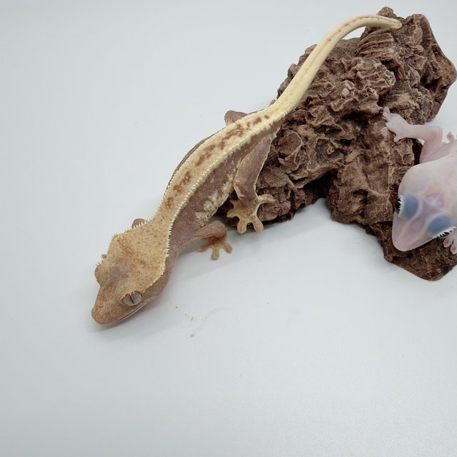 하이포 프라푸치노