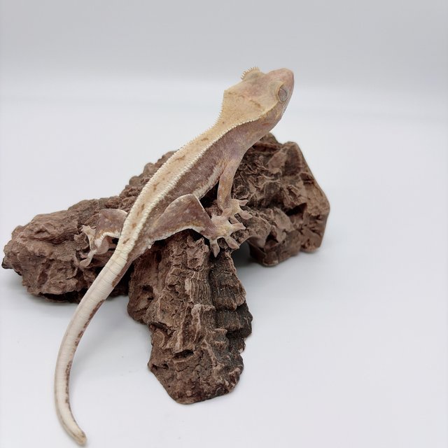 릴리화이트 하이포