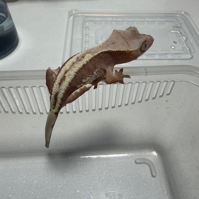 하이포 프라푸치노