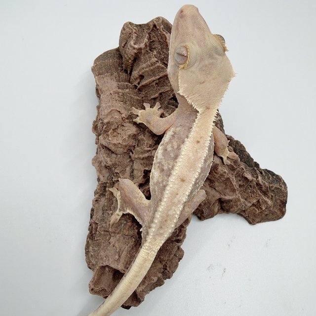 하이포 릴리화이트