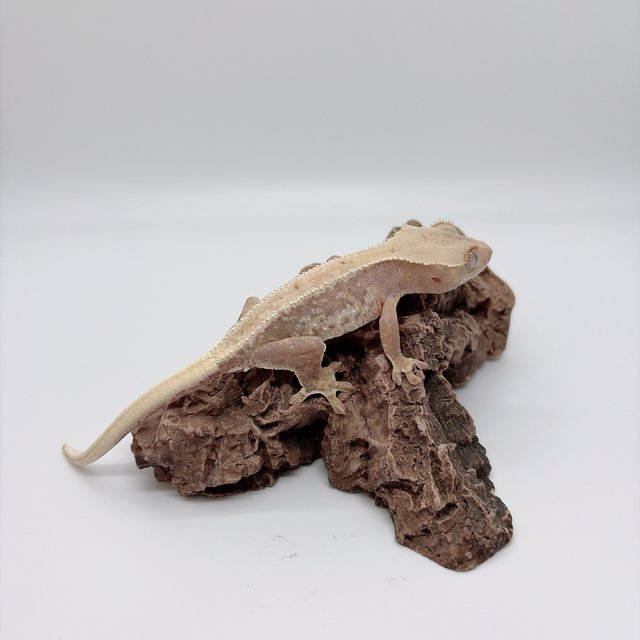 하이포 릴리화이트