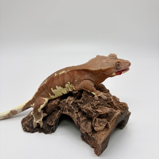 프라푸치노 레드