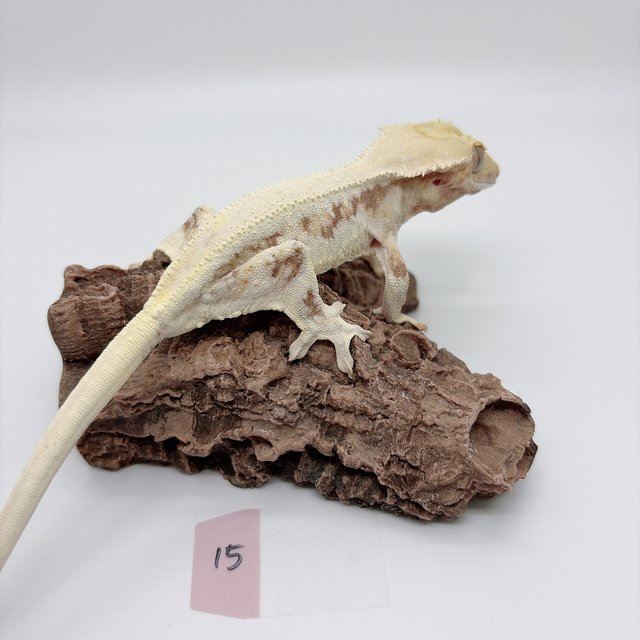 릴리화이트 솔리드백 레드 크림 크림시클 화이트