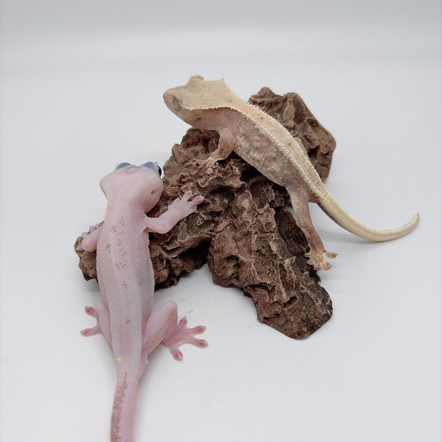 하이포 릴리화이트