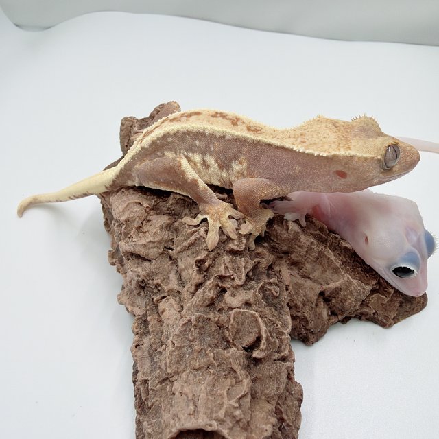 하이포 프라푸치노