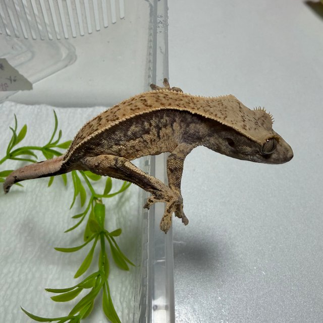 노멀 풀핀 쿼드 화이트스팟 핀스트라이프