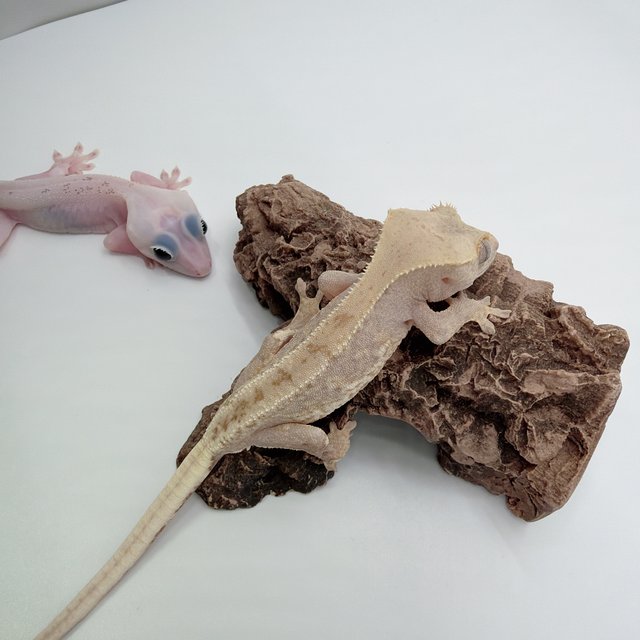 하이포 릴리화이트