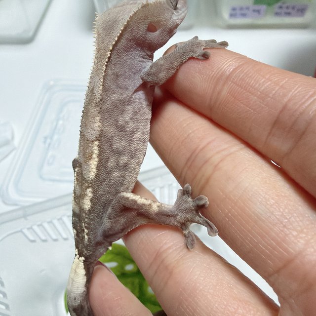 하이포 카푸치노