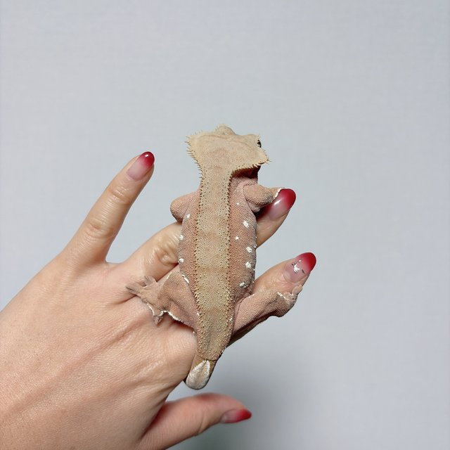 노멀 화이트포트홀 레드 벅스킨 바이 화이트스팟