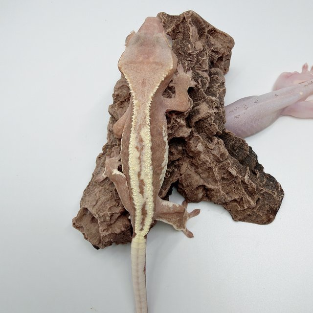 프라푸치노 하이포