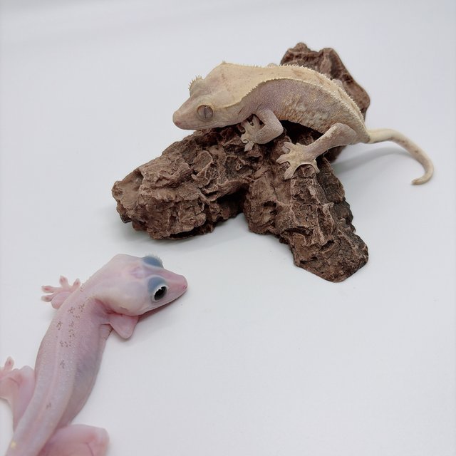 하이포 릴리화이트