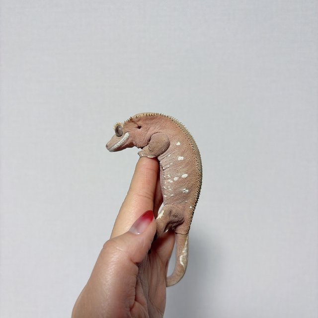 노멀 화이트포트홀 레드 벅스킨 바이 화이트스팟