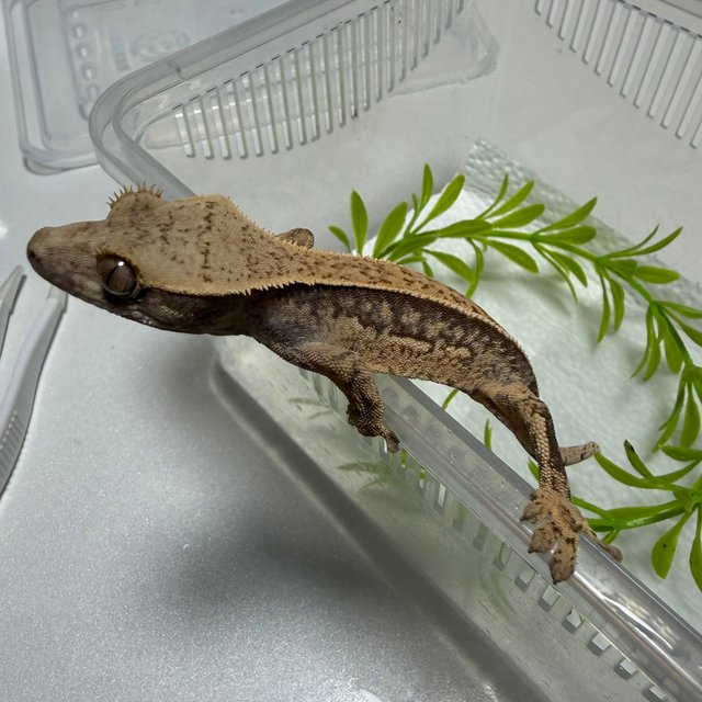 노멀 풀핀 쿼드 화이트스팟 핀스트라이프