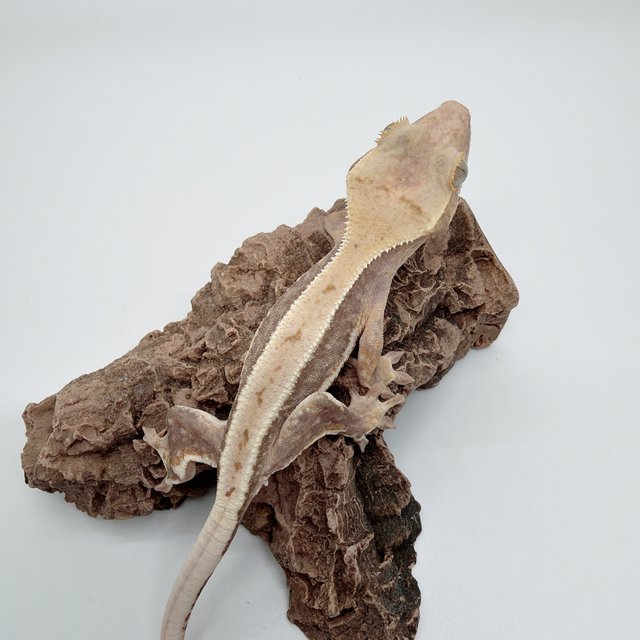 릴리화이트 하이포