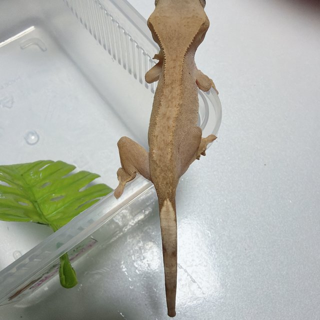 하이포 카푸치노