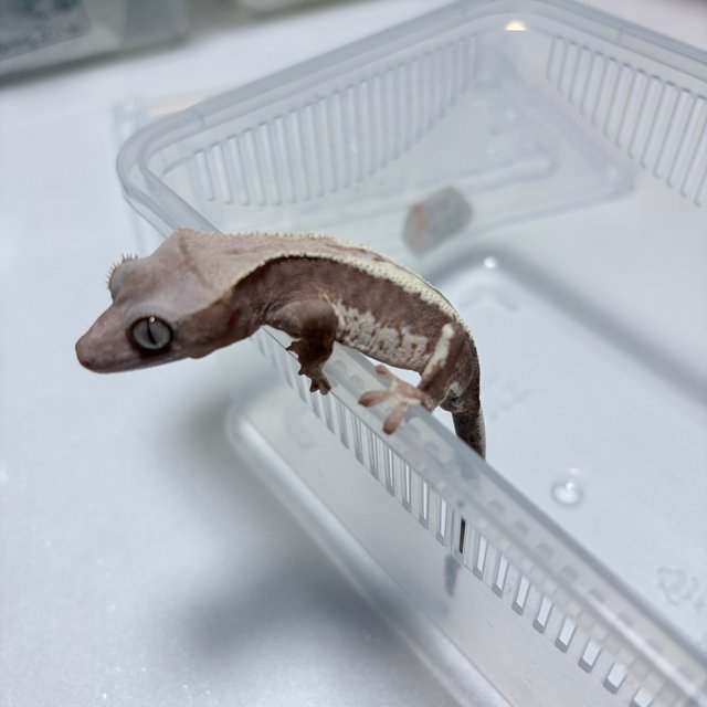 하이포 프라푸치노