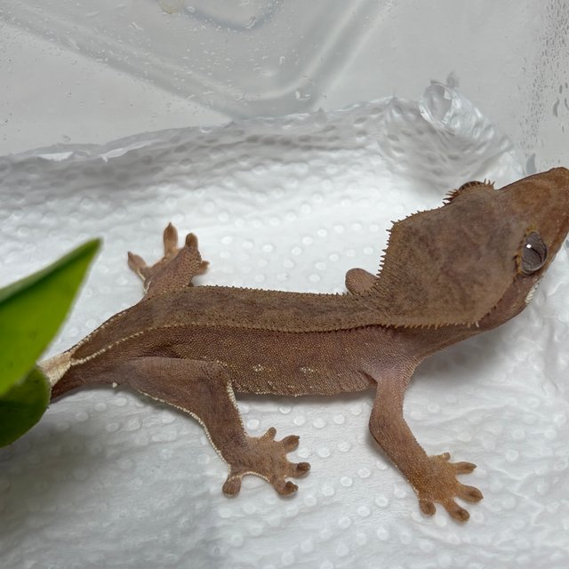 바이 레드 팬텀 벅스킨 화이트포트홀