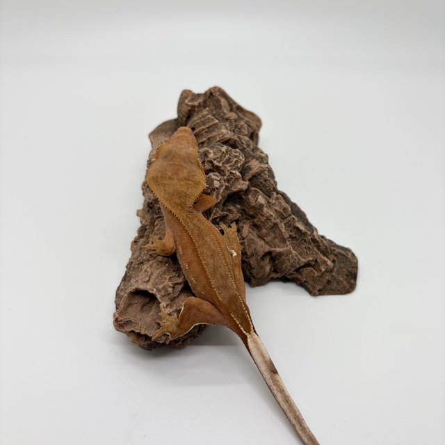 레드 팬텀 벅스킨 화이트포트홀 바이