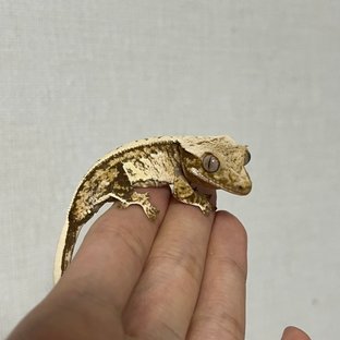 노멀 트라이 드리피 익스트림할리퀸 텐저린