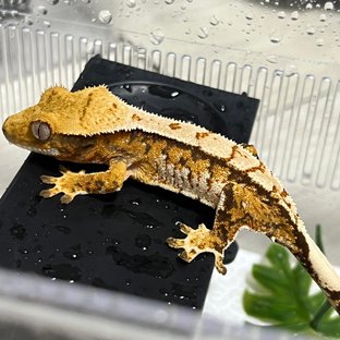 트라이 익스트림할리퀸 화이트스팟 텐저린 노멀 화이트포트홀