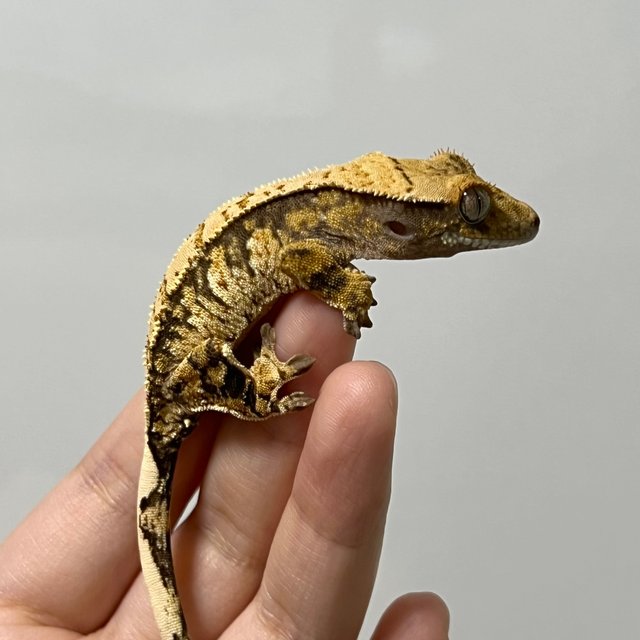 노멀 트라이 익스트림할리퀸 화이트스팟