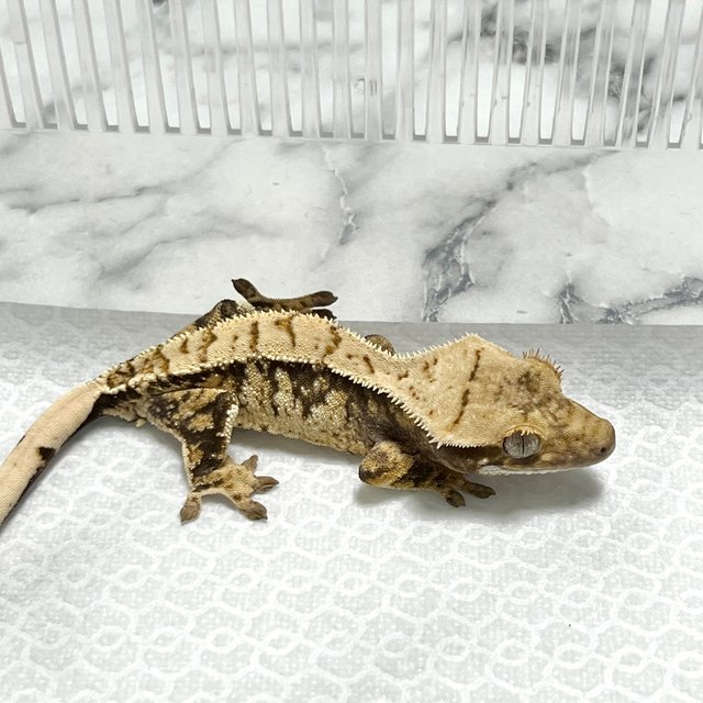 노멀 트라이 익스트림할리퀸 화이트스팟